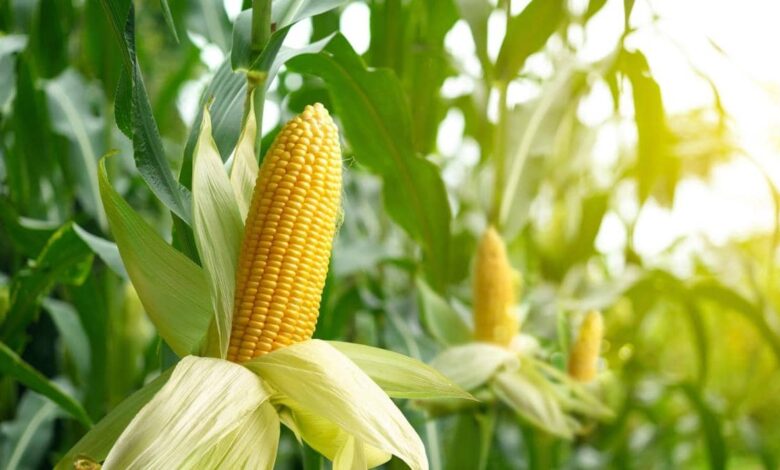 Maize agriculture getting entangled in the web of GM maize, leaving behind the secure future of non-GM maize