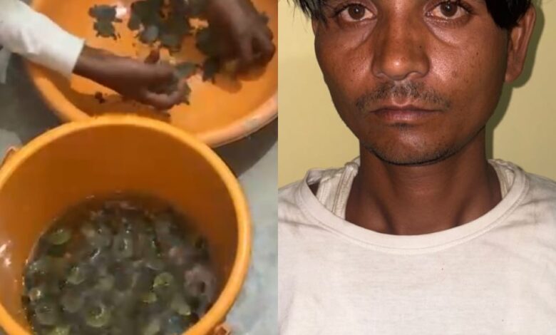 Lucknow: International turtle smuggler arrested, STF recovered 102 turtles