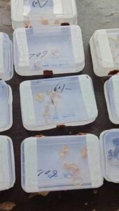 Lucknow: Gomtinagar Extension Police got a big success, two clever thieves were arrested