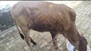 Ayodhya: SP MP Awadhesh Prasad and Congress leader Pankaj Singh targeted the Yogi government over the plight of cattle.